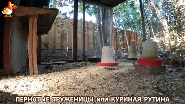 Куриная рутина – что делают куры на выгуле 😂 эпизод (170)