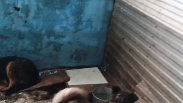 Уфа, Башкирия
Попали в отлов вот  такие собаки!😰Добрые и ласковые 
Пожалуйста, сделайте репост🙏