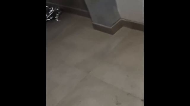 самые смешные видео с котами 2024 года