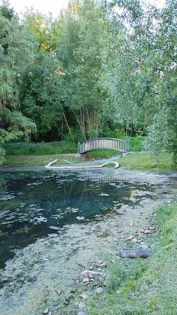 Река Ивница. Пруд