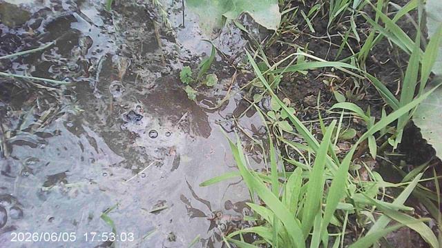 Обзор и размыв компостного удобрения в лунке кабачка сорта 