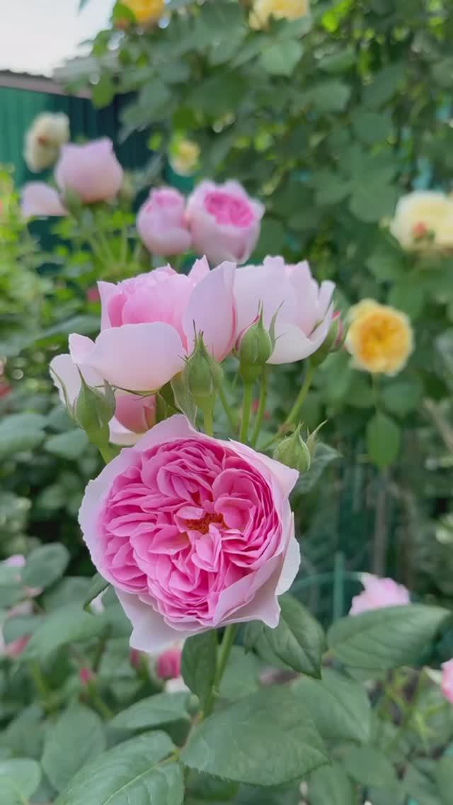 Мой розовый сад💐5 июня 26г💐