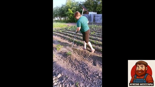 Смех работает в огороде граблями