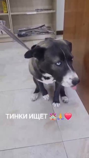 🆘🆘🆘🆘🆘🆘🆘🆘🆘🆘🆘КАЗАХСТАН, КАСКЕЛЕН🆘🆘🆘🆘🆘🆘🆘🆘Это Тинки, молодая девочка, пережившая все
