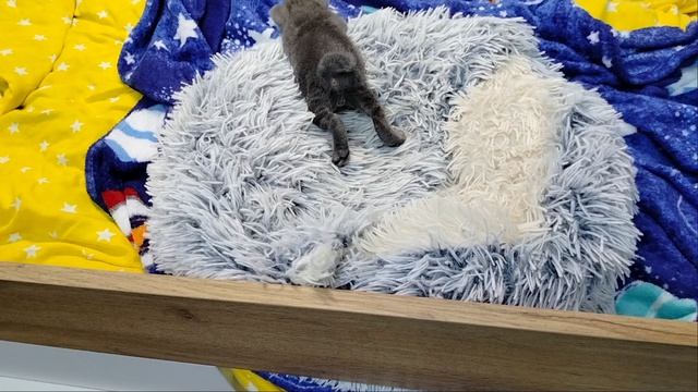 котёнок лапушонок подрос. и обучение планет.