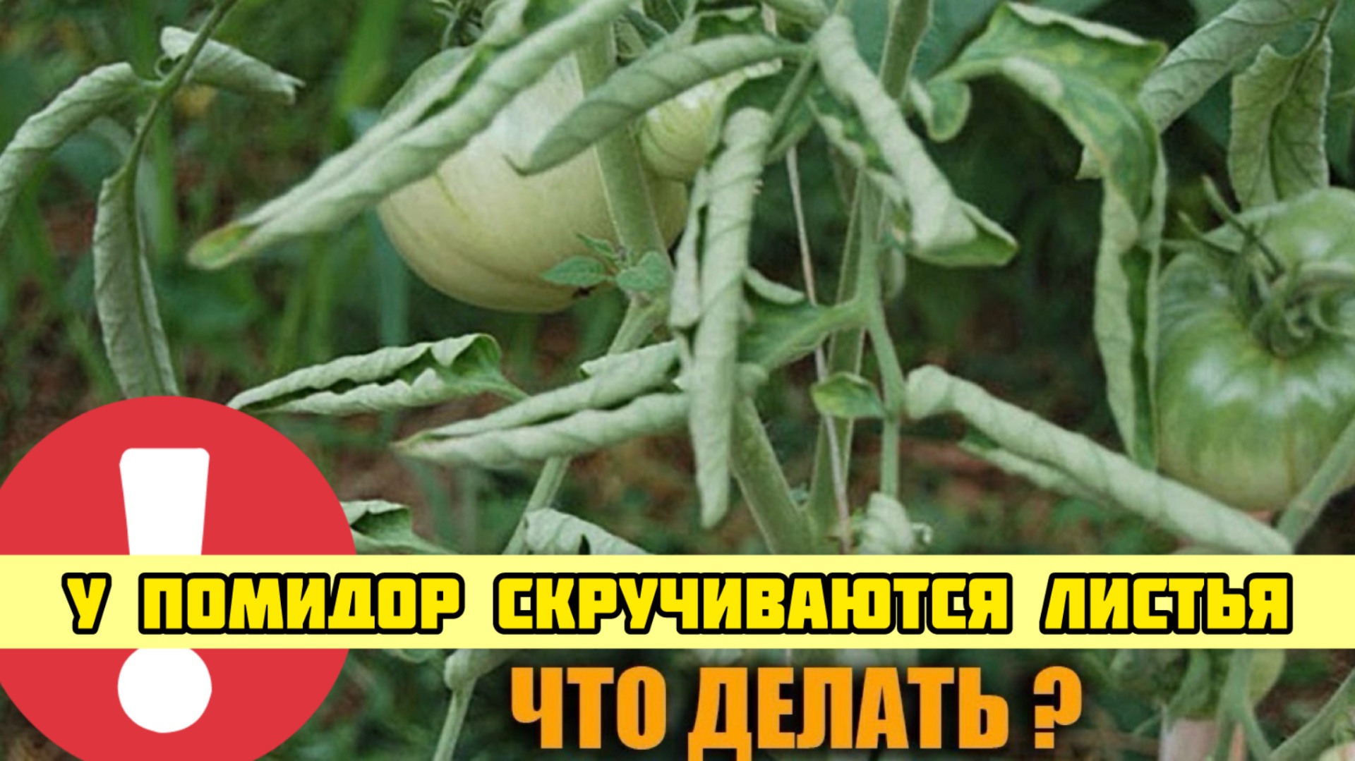 Скручиваются листья у ТОМАТОВ? Все исправляется в момент!