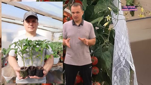 Когда посеять томаты на рассаду точные сроки для посева семян.