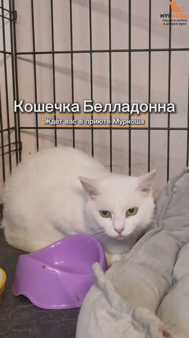 Белладонна ждёт вас в приюте #Муркоша