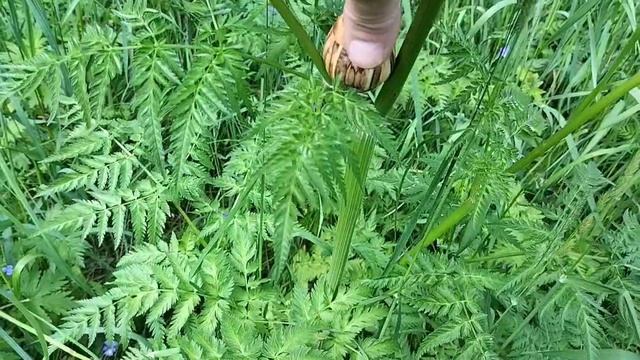 Шкатулка на полянке июньского леса