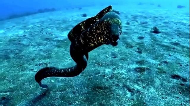 Морская мурена