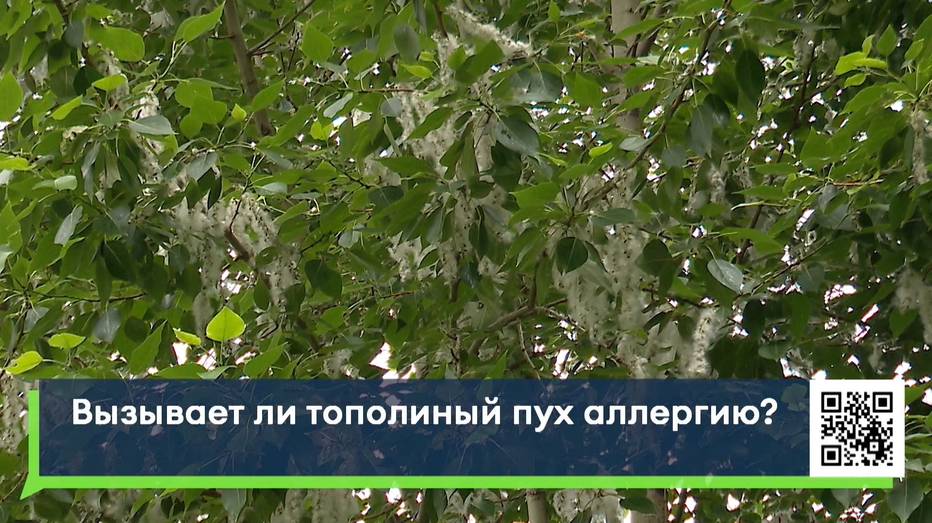 Вызывает ли тополиный пух аллергию?