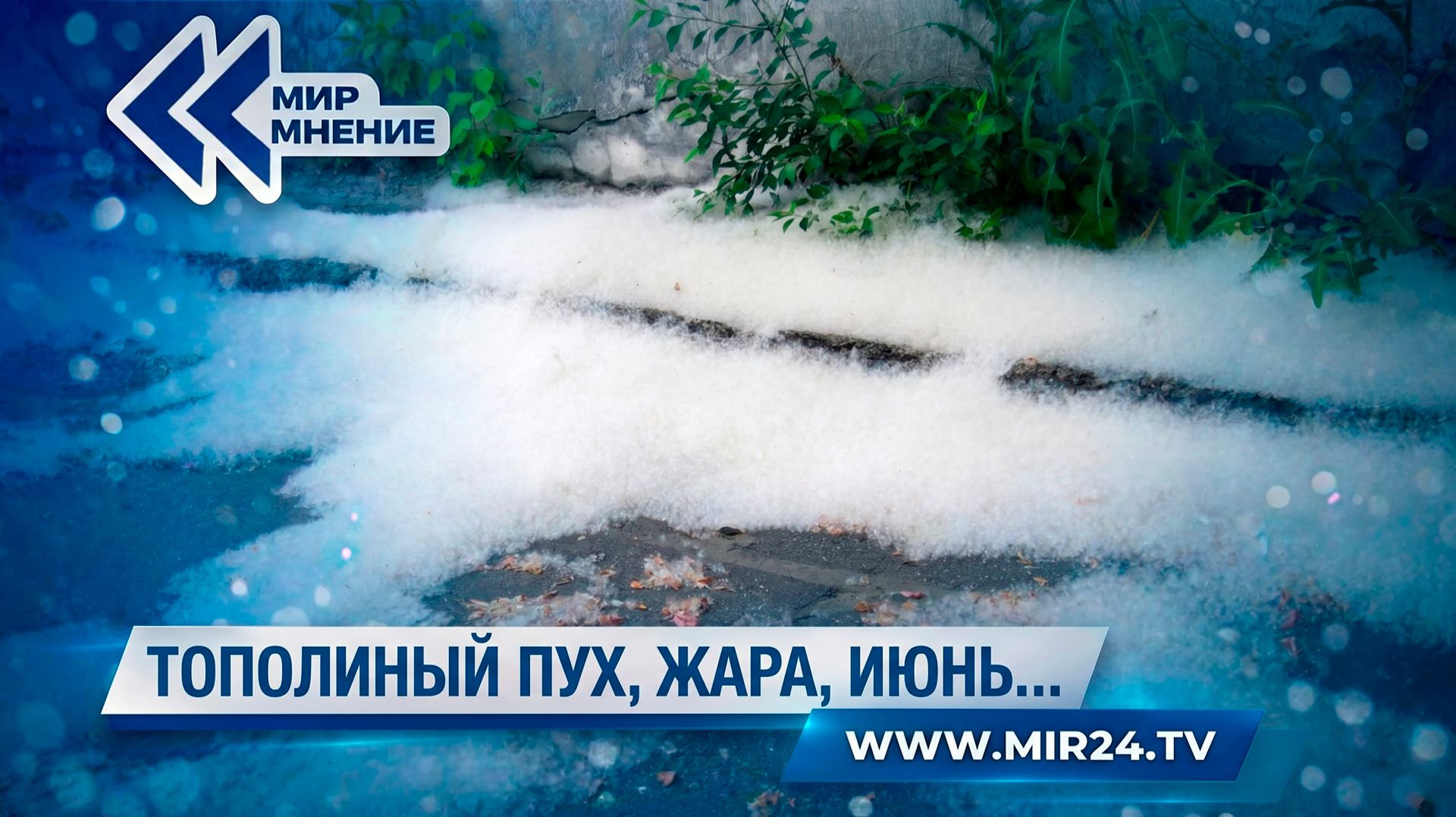 Чем опасен тополиный пух?