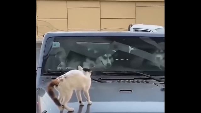 видео с смешными котиками 2025 года