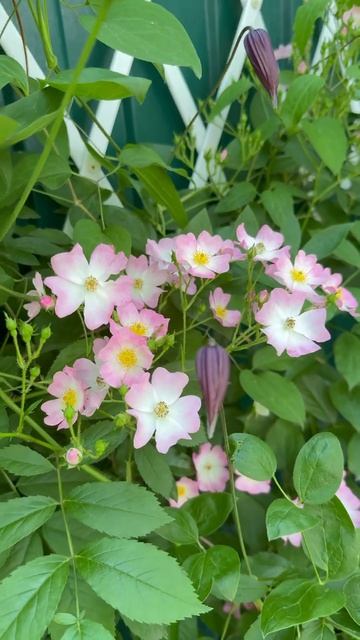 Нежная Балерина🌸 зацветает 🌸