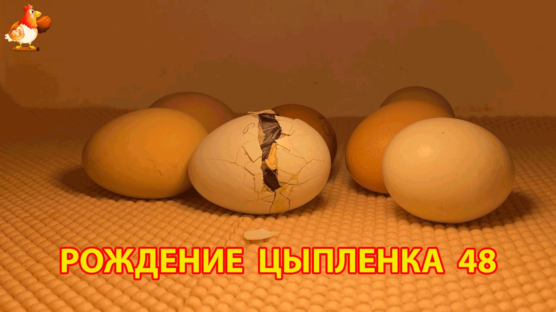 Вылупление цыпленка из яйца в инкубаторе версия 48