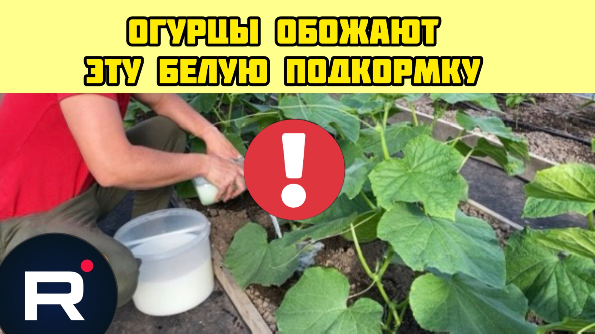 Огурцы обожают эту белую подкормку! Огурцы засыплют вас урожаем раньше срока!