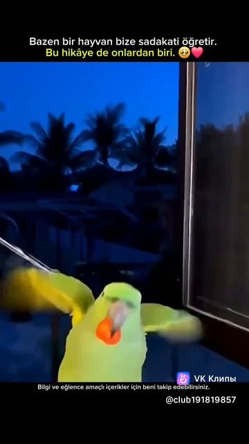 Vkclips_20260604074920