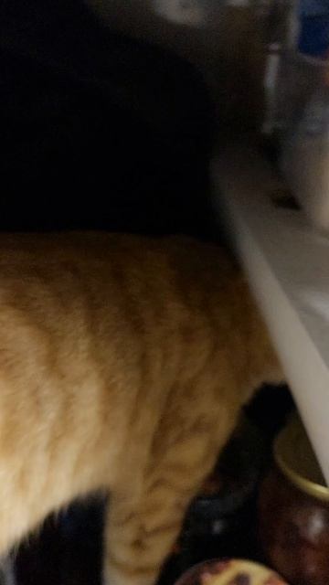 Баночки =^ᴥ^=