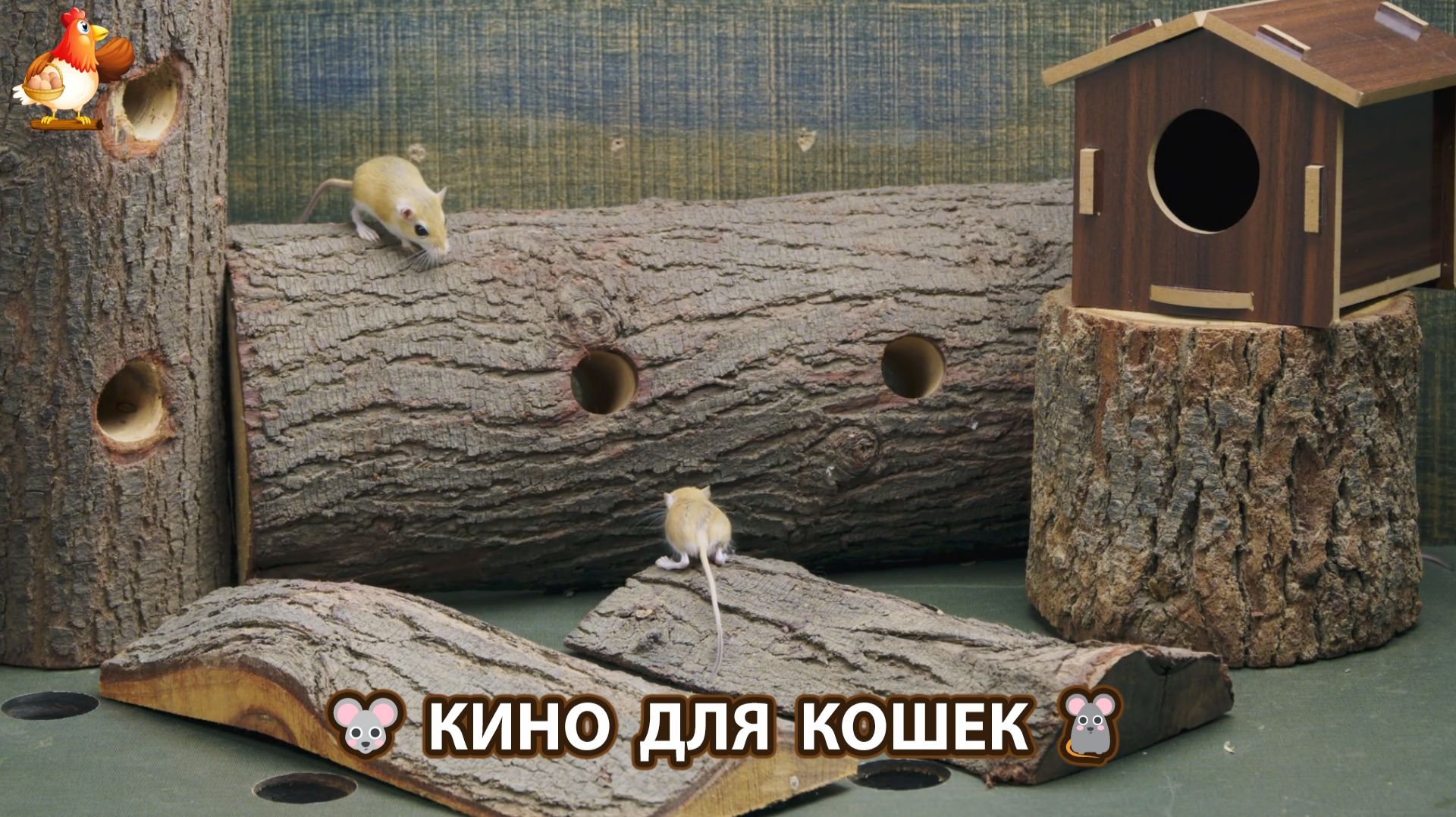 Видео для кошек про крысок развлекать питомцев 🐭🐀😂 (550)
