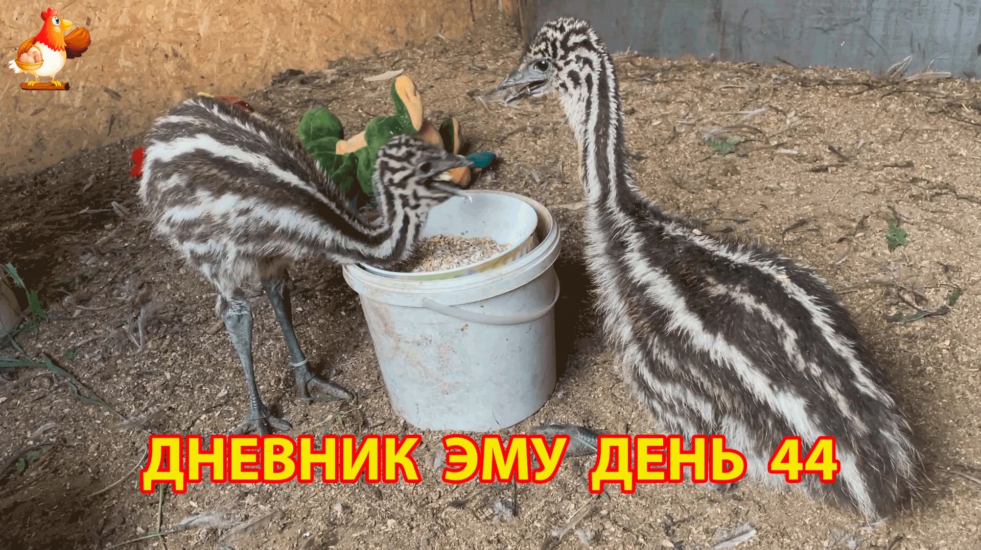 Дневник страусят Эму день 44