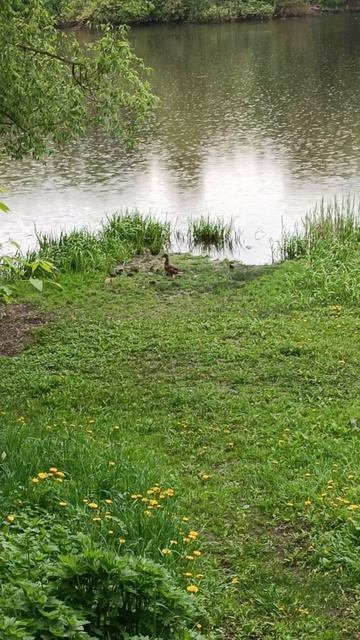 Утки 🦆