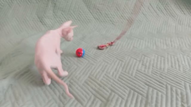 Котёнок, кошка, корниш-рекс, Дива Велюр Кольского Севера
Дата рождения 31.03.26