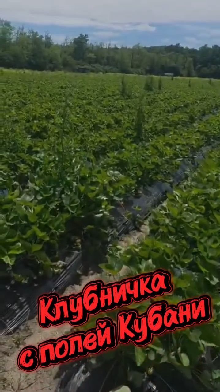 Клубничка с полей Кубани