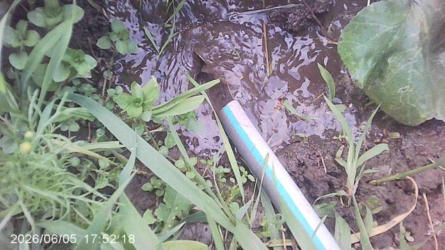 Обзор, полив и размыв компоста в лунке кабачка Желтоплодный