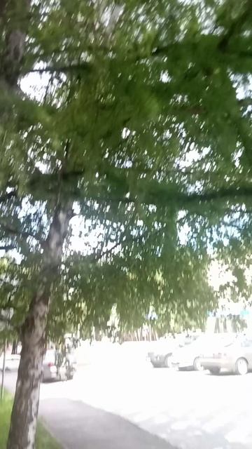 VID_20260601_125132.mp4