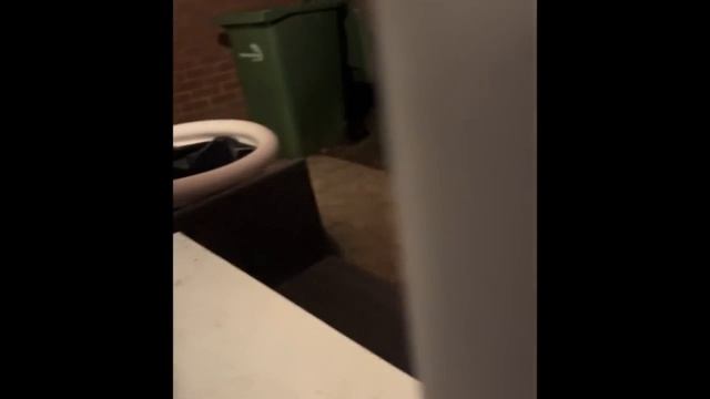видео с кошками каторые заставляют вас улыбатся