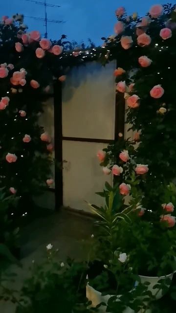 MOV_20260604_215350_623.mp4
