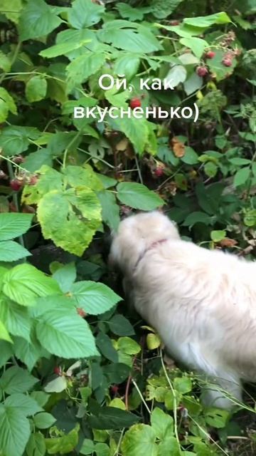 #малина #голденретривер #макс