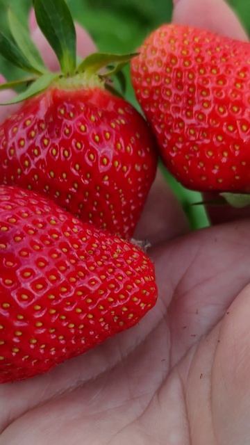 Дачные зарисовки 🍓 5 июня 2026