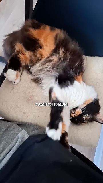 Коты как мама #коты