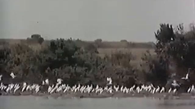 Африканское сафари. Сквозь огонь и лёд (1968)