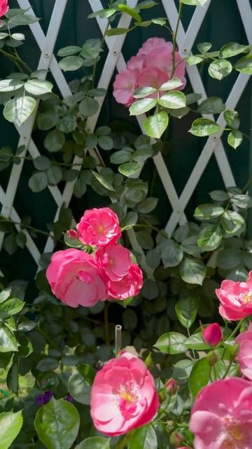 Манстед Вуд🌺и Ангела🌸