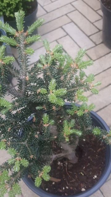 ❤🌲Пихта Фразера Роулз
✔Продажа растений в макс и телеграм канале: Https://t.me/love_is_hvoiny_dvorik