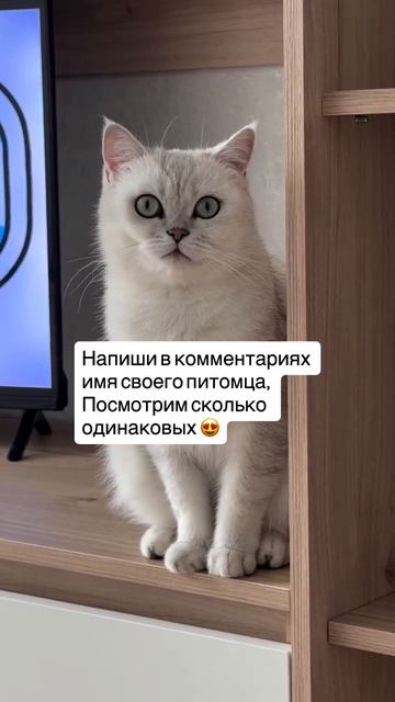 Video By Ветеринарный Центр «ОТВЕТ»