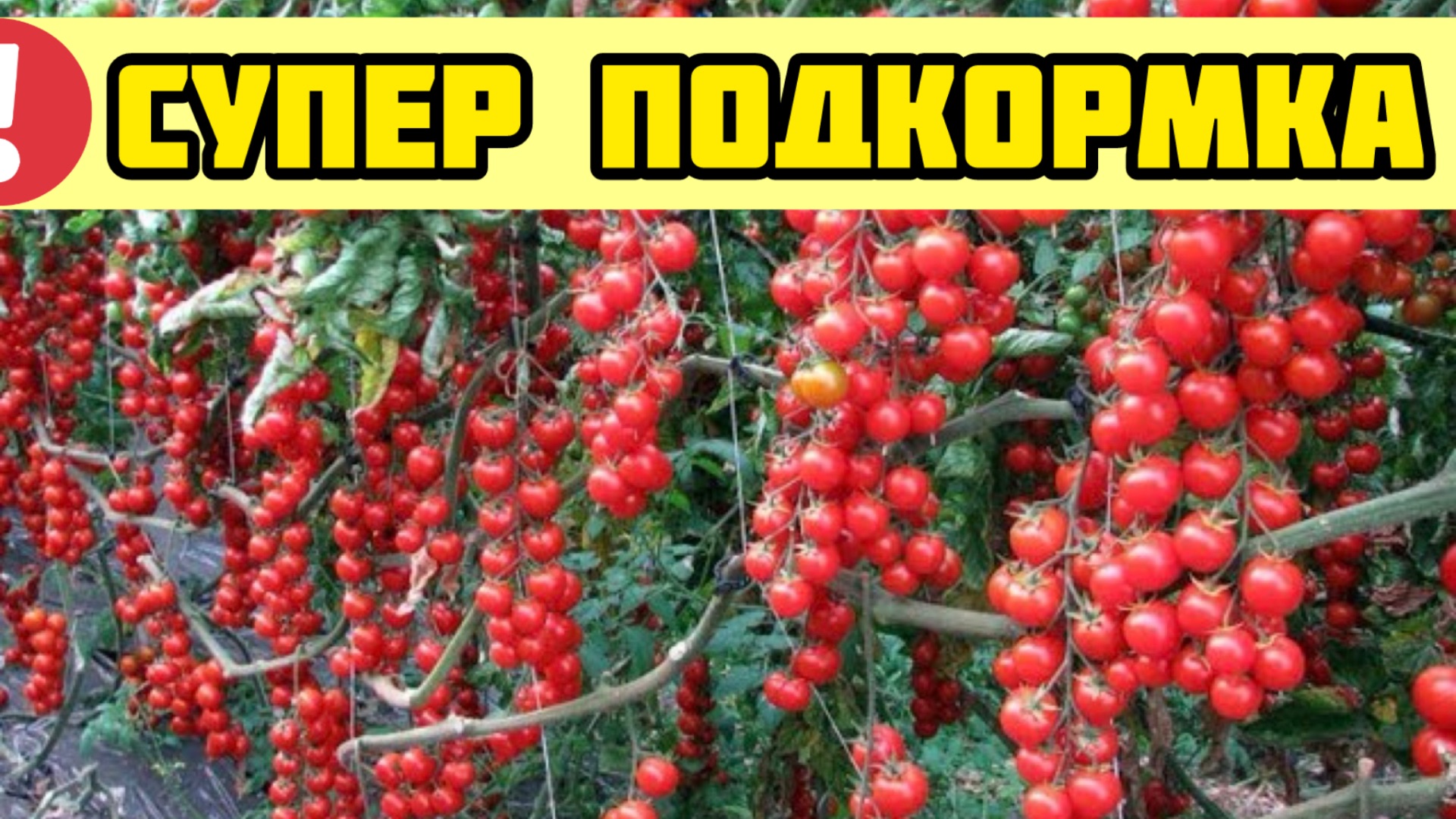 Только после этого средства ТОМАТОВ ЗАВЯЖЕТСЯ В 10 РАЗ БОЛЬШЕ! Супер подкормка!