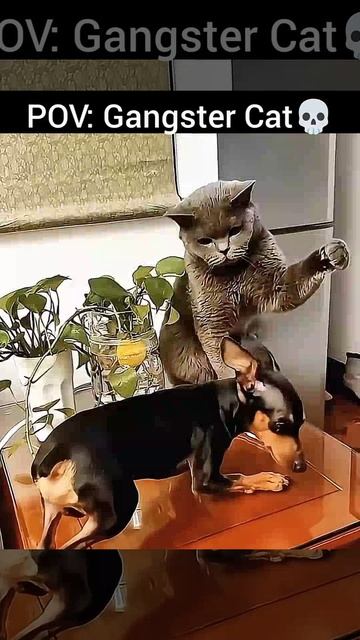 Gangster Cat 💀