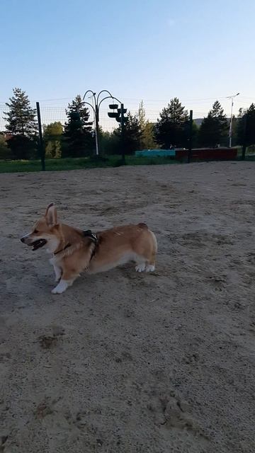Корги Булочка и спаниель резвятся на площадке для собак Мегион #корги #спаниель #corgi #собаки