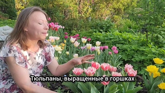 БУКЕТЫ В ГОРШКАХ. КАК УХАЖИВАТЬ ЗА МОБИЛЬНЫМИ КЛУМБАМИ
