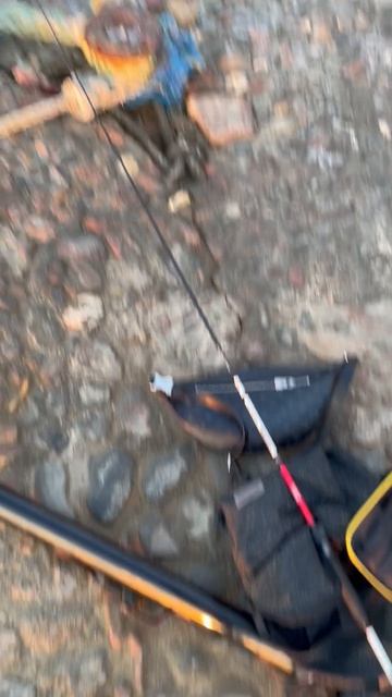 Красота Красного моря!!! Огромный скат возле брега
