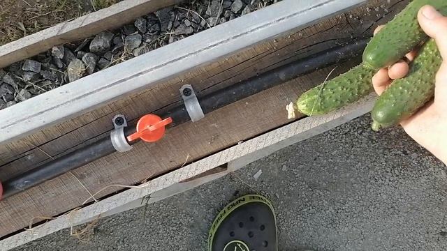 Хорошенькие огурчики!