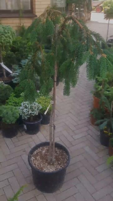❤🌲Ель Инверса на штамбе
✔Продажа растений в макс и телеграм канале: Https://t.me/love_is_hvoiny_dvor