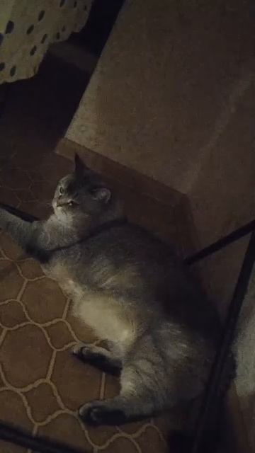 Новый Котя😍🥰