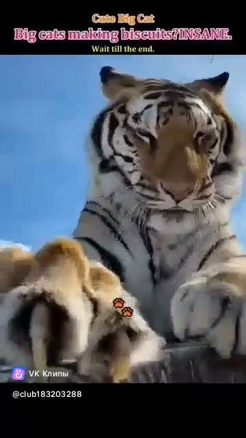 Big Cats 🐅