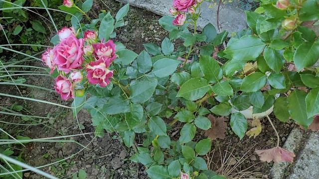 🌹 Роза - спрей 