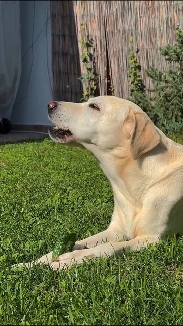 VID_20260605_135131_537.mp4