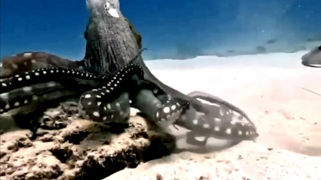 Осьминог изменяет форму за 0.3 секунды